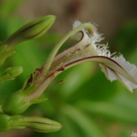 Scaevola taccada (Gaertn.) Roxb.